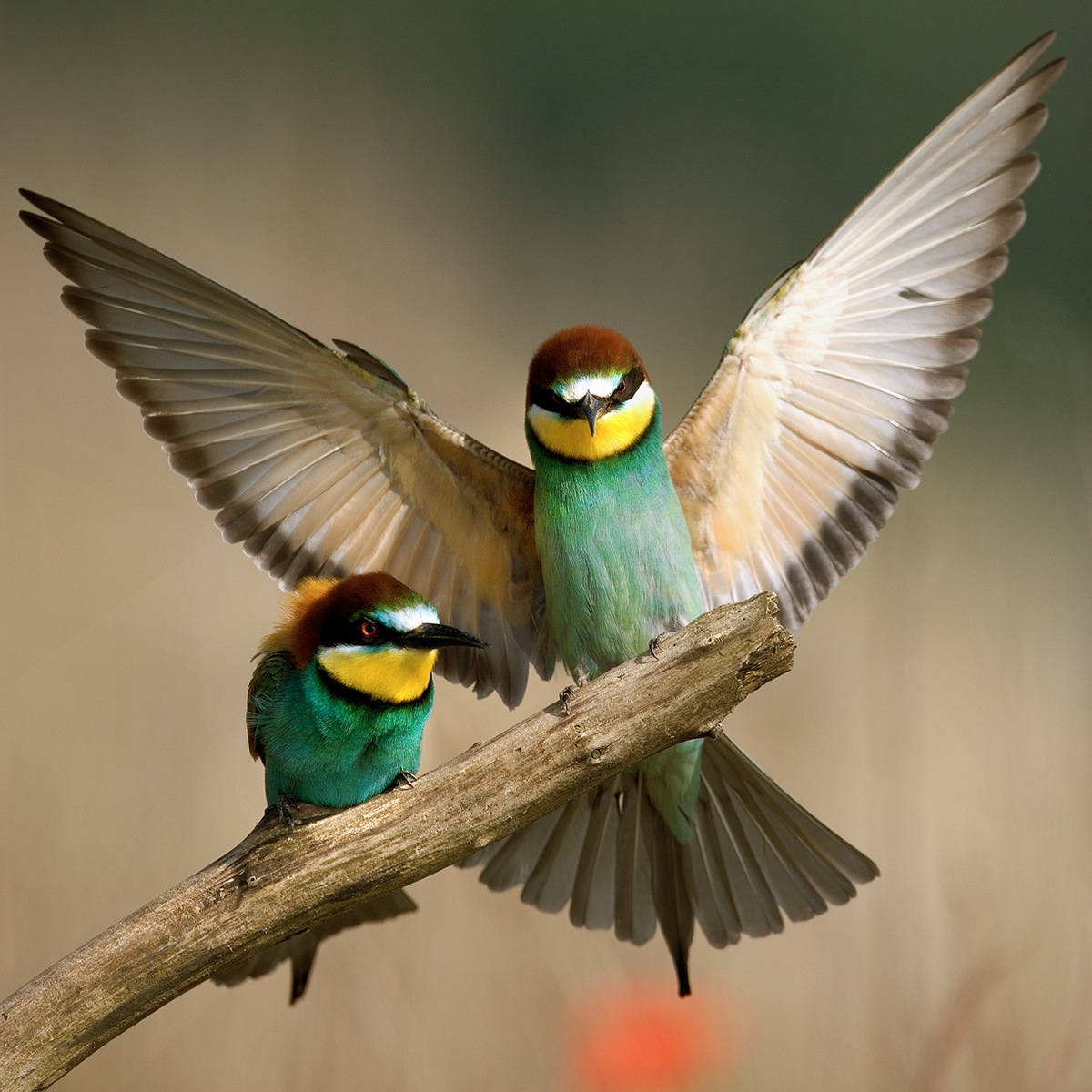 Oltrepò Mantovano fauna