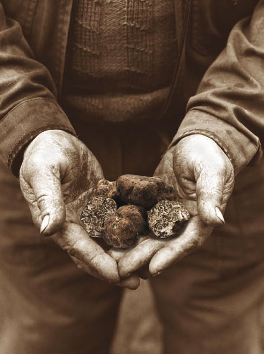 Strada del Tartufo