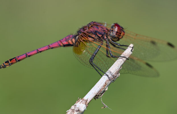 Inseguendo una libellula in un prato