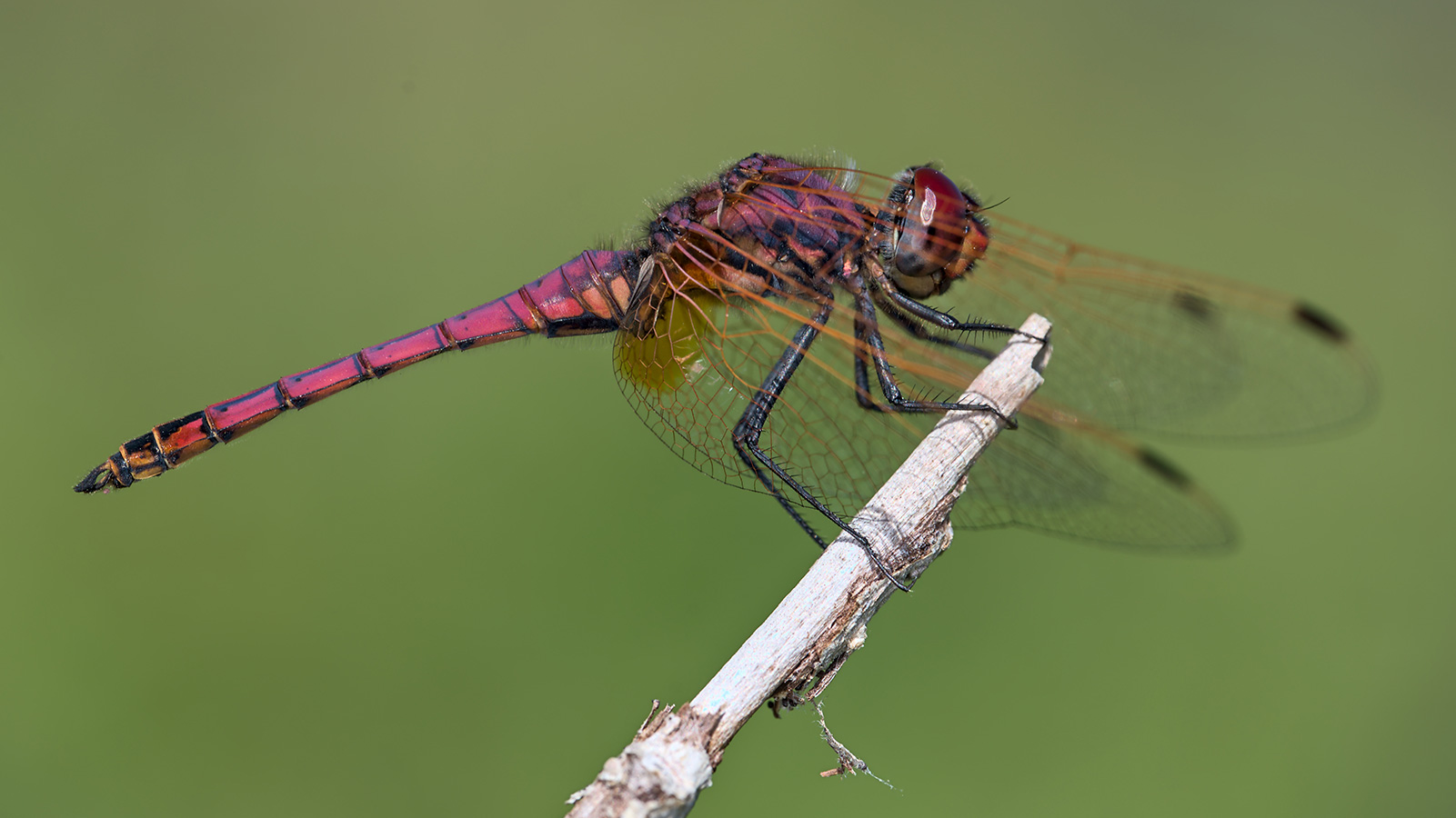 Inseguendo una libellula in un prato