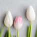 Pasqua